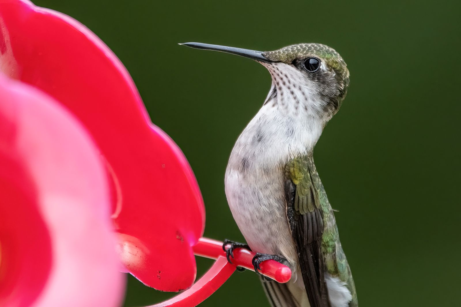 How to Maintain Solar Hummingbird Feeder Lights & Prevent Leaks