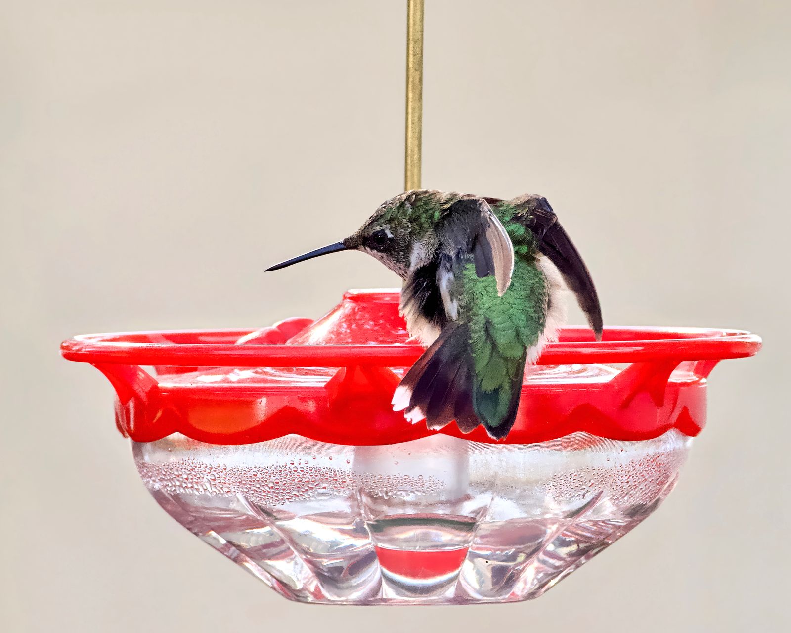 How to Maintain Glass Hummingbird Feeder Metal Bases & Gaskets for Zero Leaks
