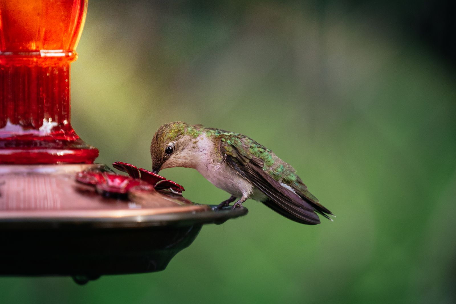 How to Maximize Nighttime Battery Life and Illumination for Your Solar Feeder