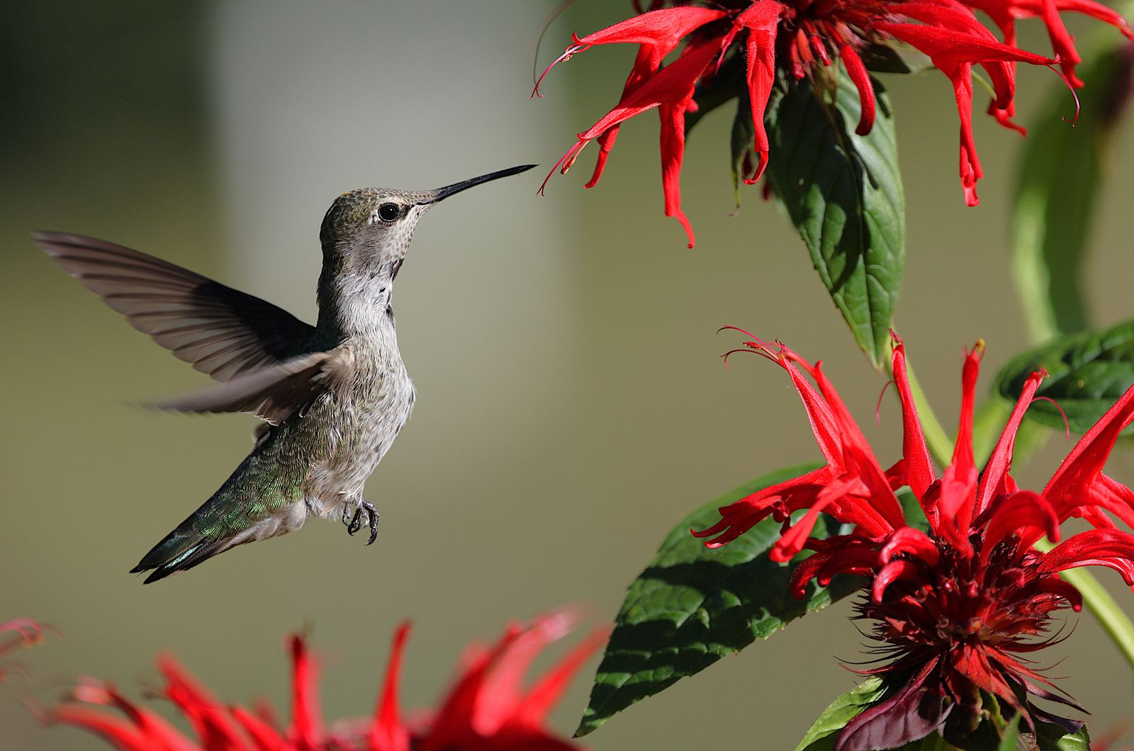 Plastic vs. Glass Hummingbird Feeder: Which Is Best for Your Garden?