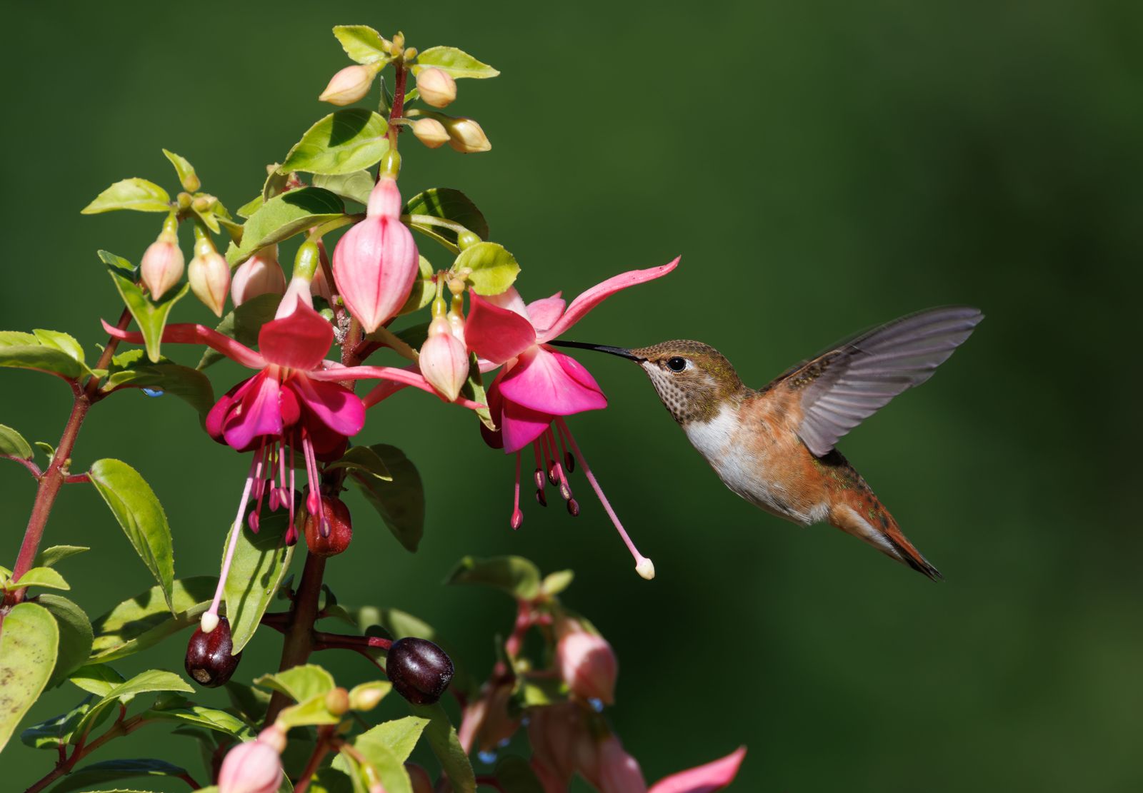 How Summer Heat Causes Feeder Leaks (and How to Prevent Nectar Spills)