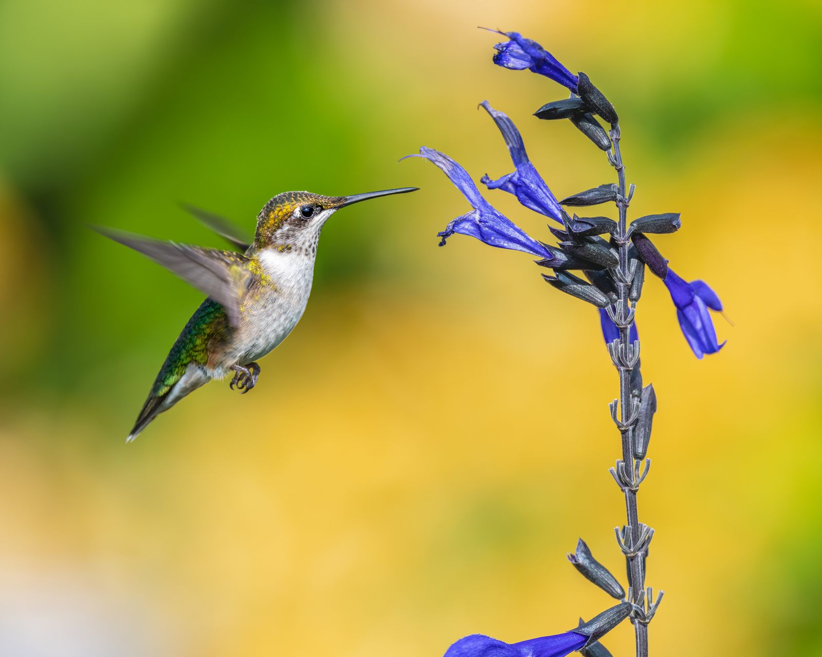 Prevent Hummingbird Feeder Thermal Shock: Hand-Blown Glass Care Guide