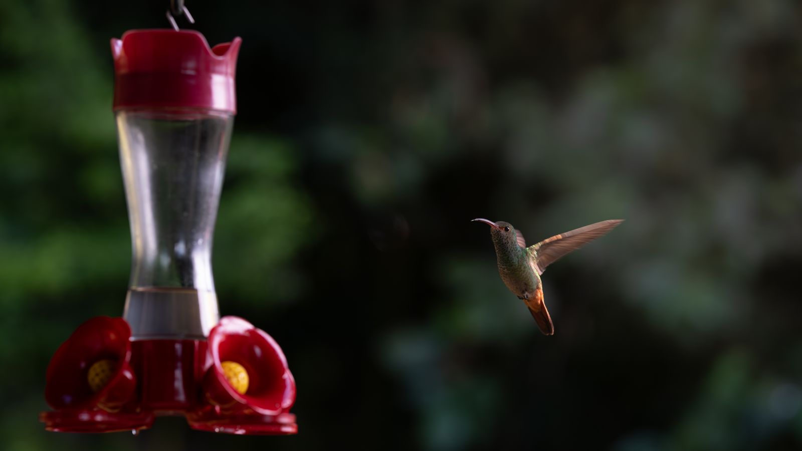 How to Protect Your Solar Hummingbird Feeder Metal Base from Rust (Bird-Safe Guide)