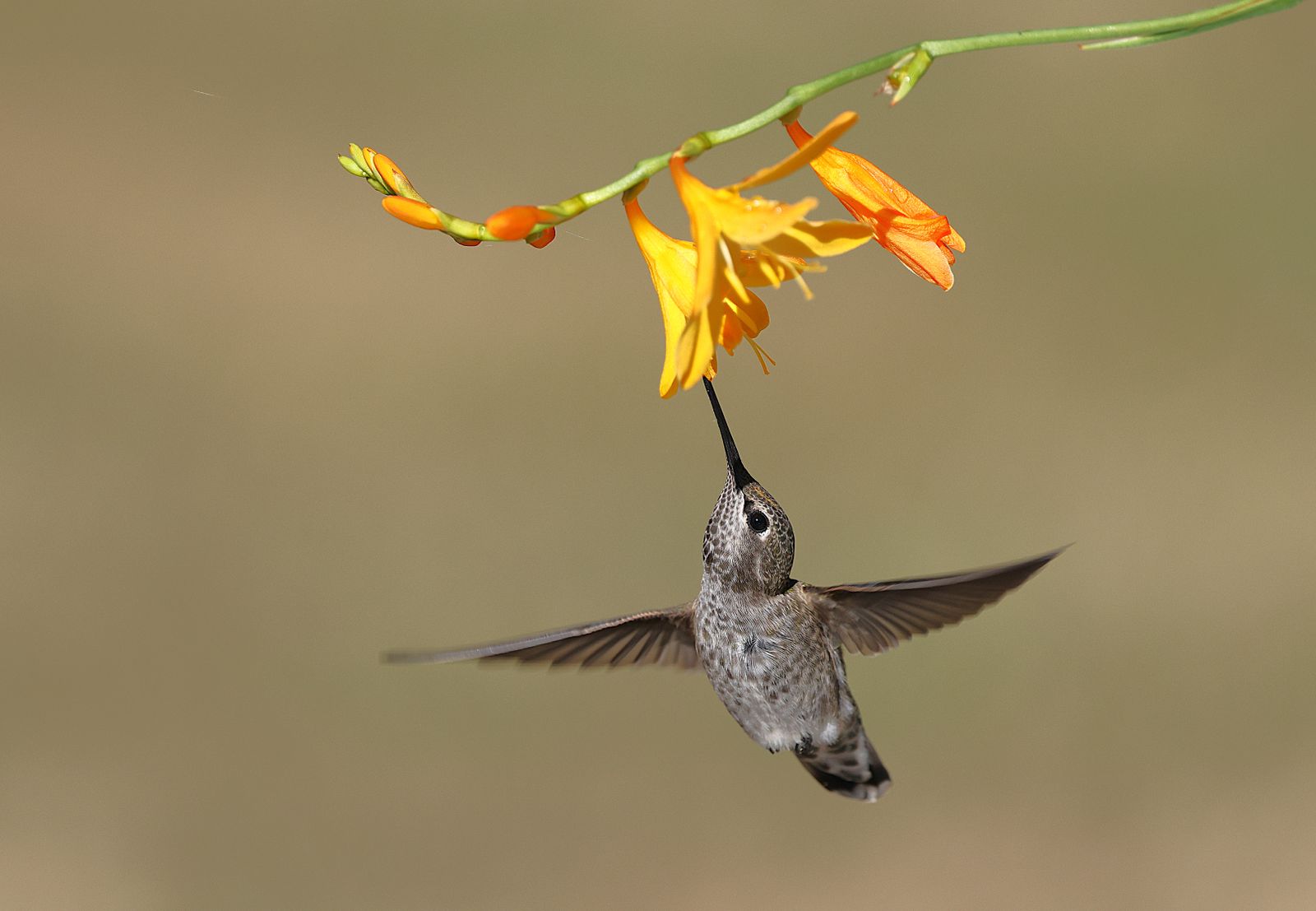 How to Remove Black Mold From Glass Hummingbird Feeders Safely