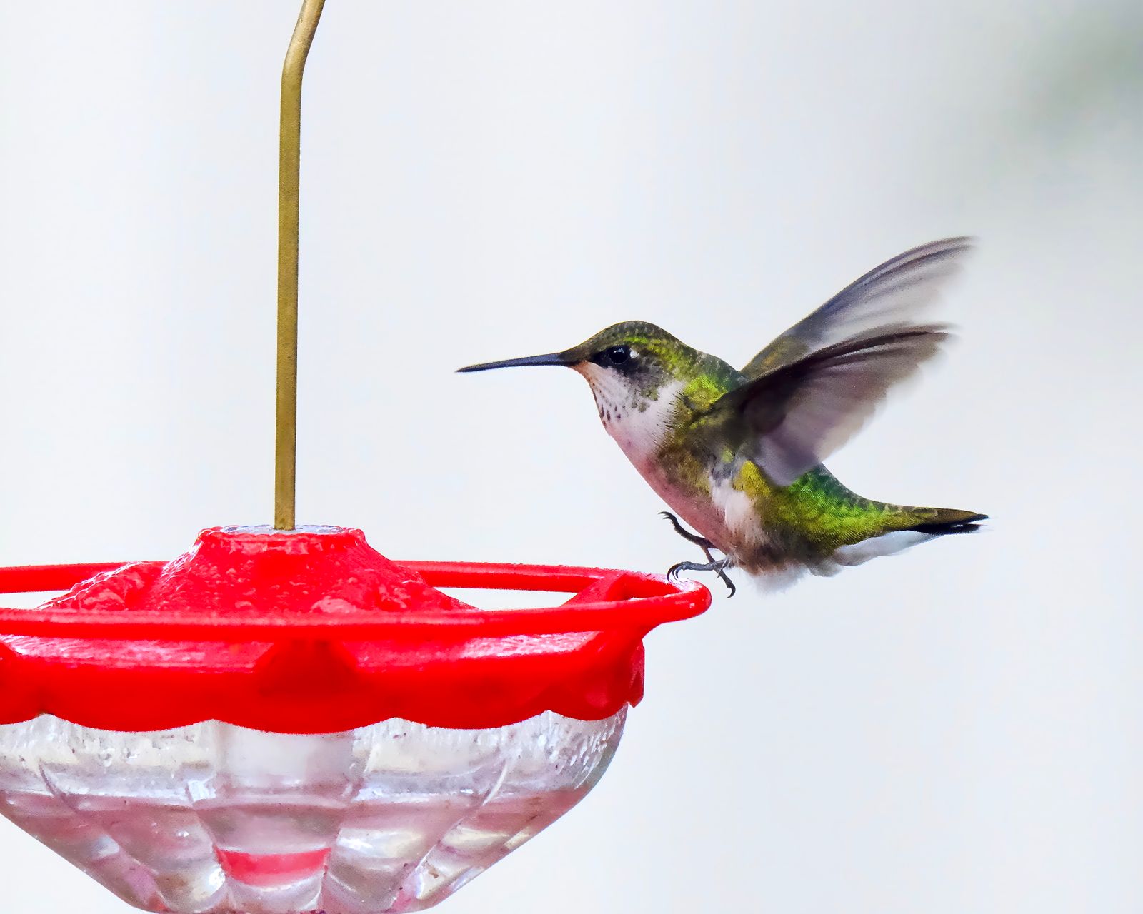 Shepherd's Hook vs. Tree Branch Feeder Hanging: Solar Glass Feeder Mounting Guide