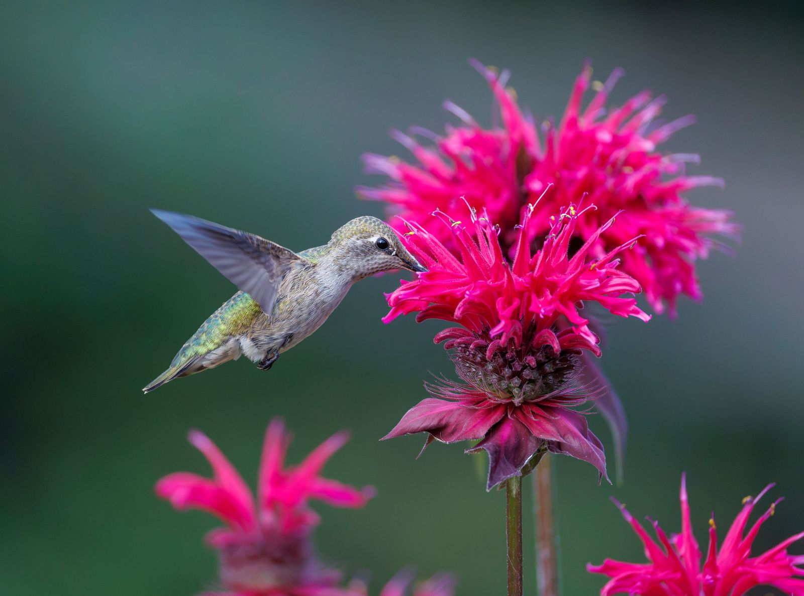 Solar Hand-Blown Glass Hummingbird Feeder Autumn Maintenance & Frost Guide