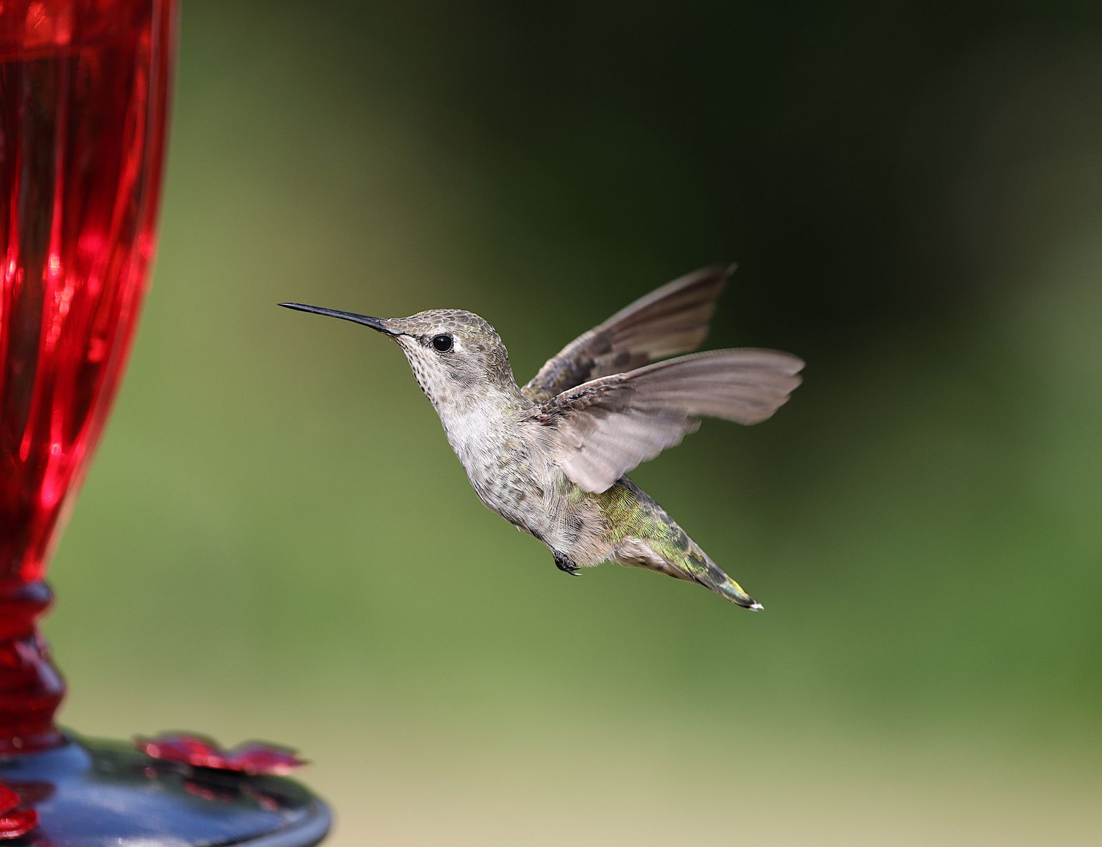 Solar Glass Hummingbird Feeder FAQ: Color Durability, Solar Care, and RGB Lights