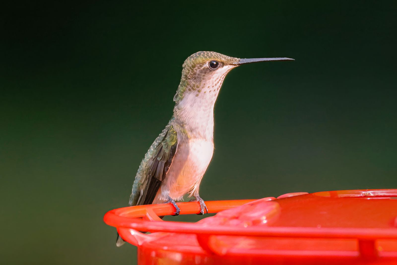 Why Is My Solar Hummingbird Feeder Not Lighting Up? Easy Troubleshooting & Maintenance Steps