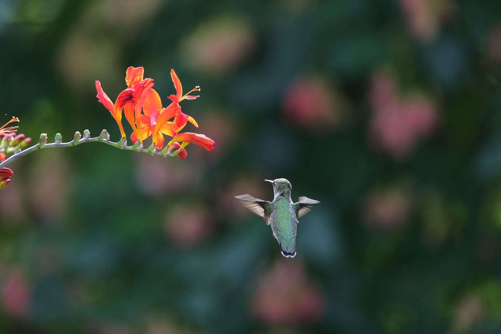 Solar Hummingbird Feeder Cap & Battery Troubleshooting Guide: Fixing Lights & Seal Leaks