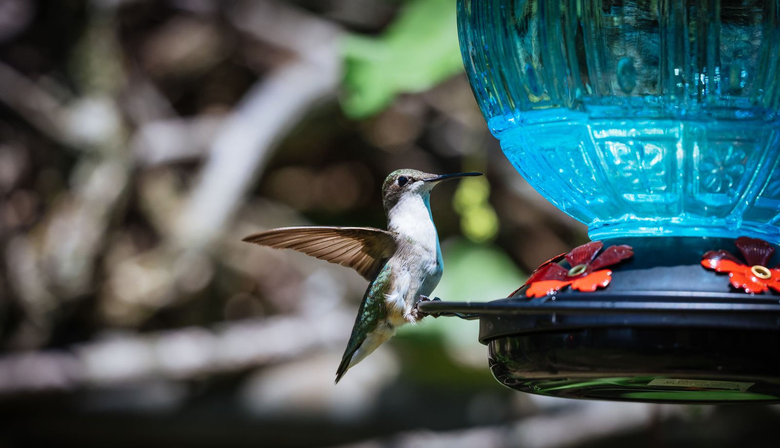 Solar Lighted vs. Standard Glass Hummingbird Feeders: Do Night Lights & Reflections Work?