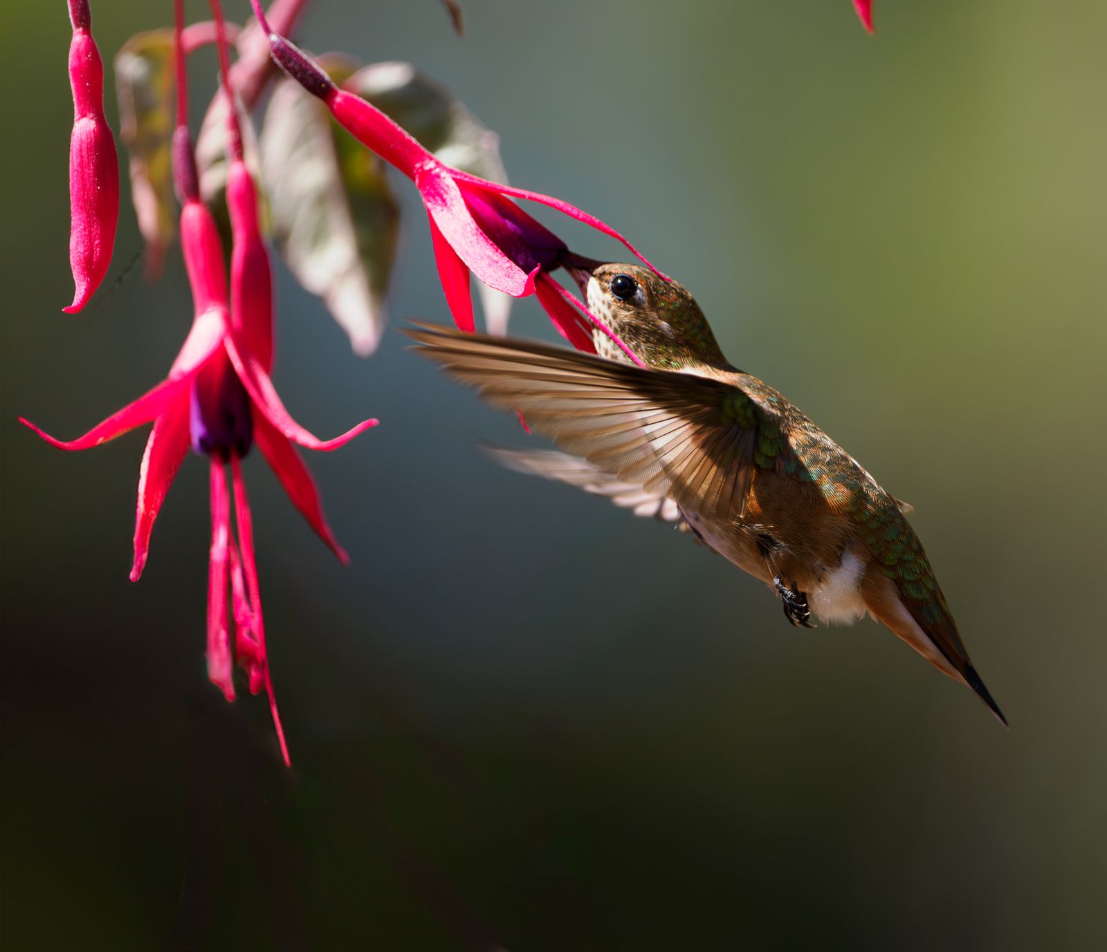 Solar vs. Traditional Hummingbird Feeders: Which Elevates Your Garden?