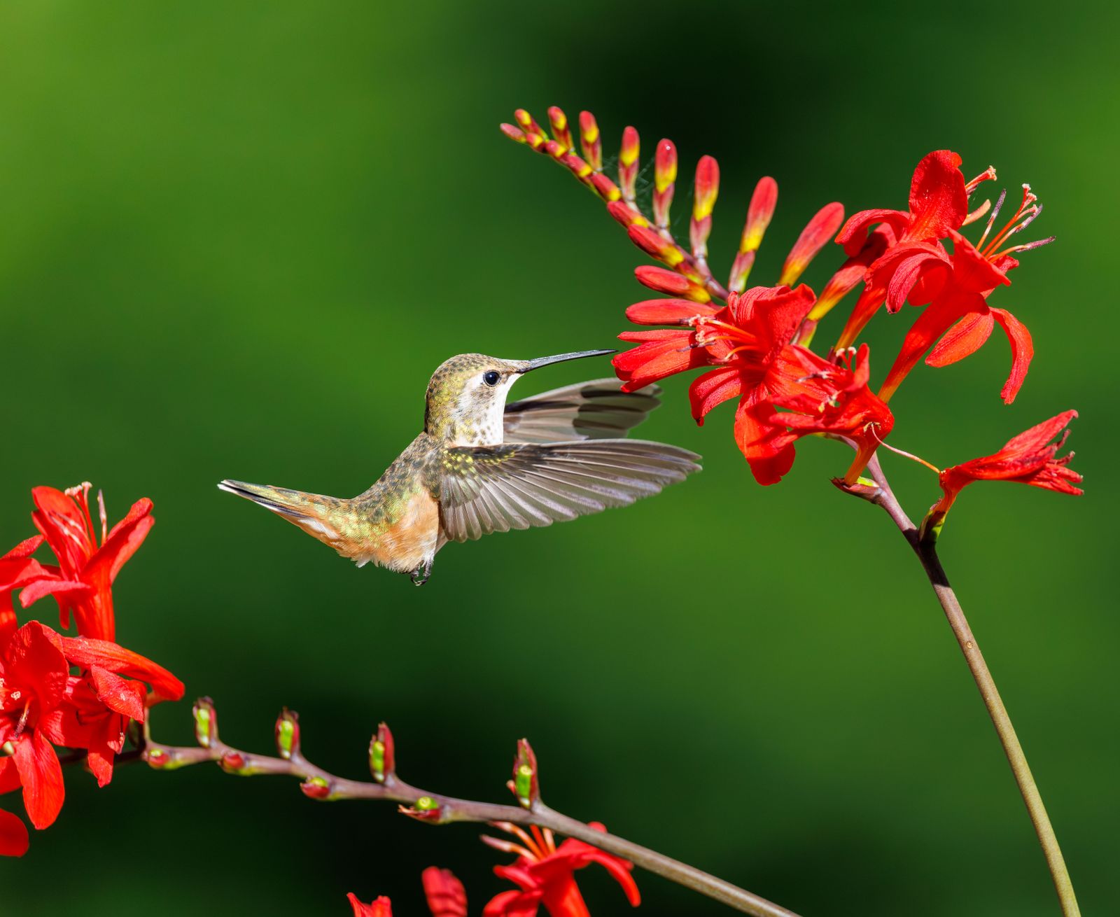 Spring Garden Refresh: How to Add Sustainable Color and Life to Your Yard