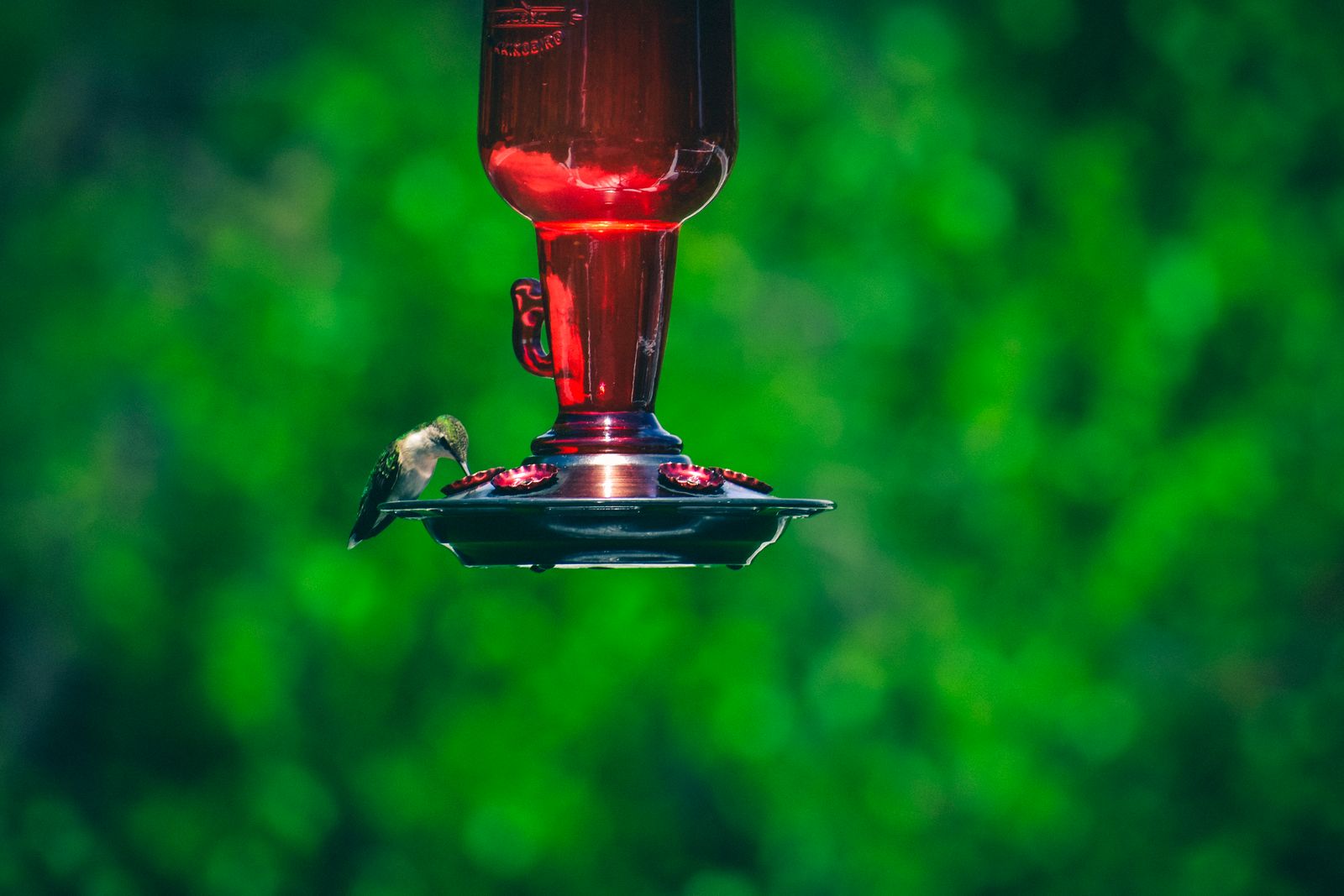 Early Spring Hummingbird Nectar Ratio & Cold Weather Care Guide
