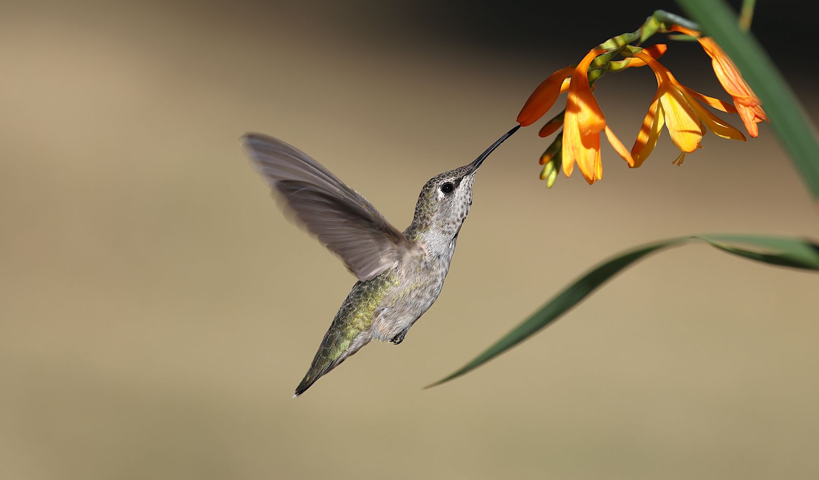 Spring Rain & Unpredictable Frosts: Seasonal Strategies for Keeping Nectar Fresh