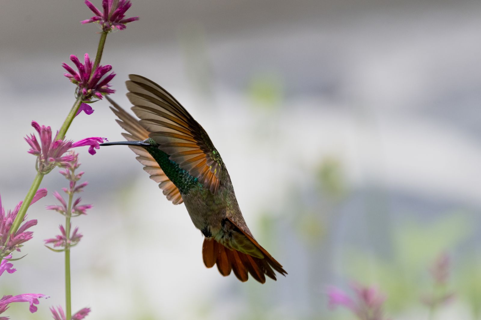 How to Stop Hummingbird Feeders From Leaking and Dripping in Summer Heat
