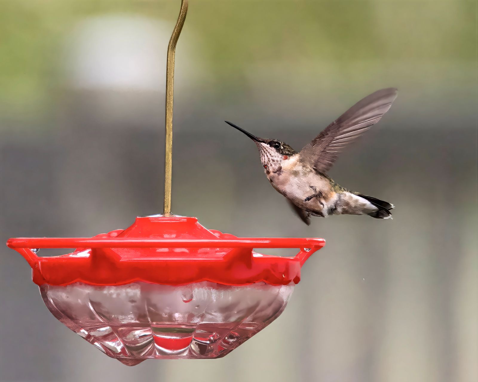 Summer Evening Magic: Styling Your Backyard with Illuminated Artisan Glass Feeders