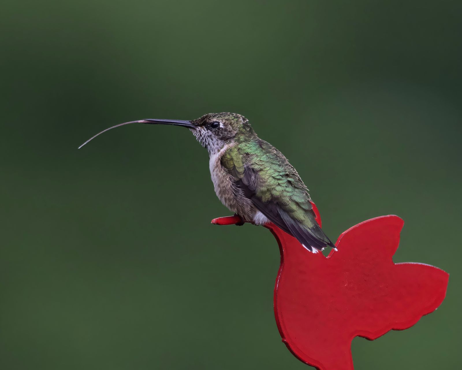 Summer Hummingbird Sanctuary Checklist: Misters, Perches, and Nectar Stations