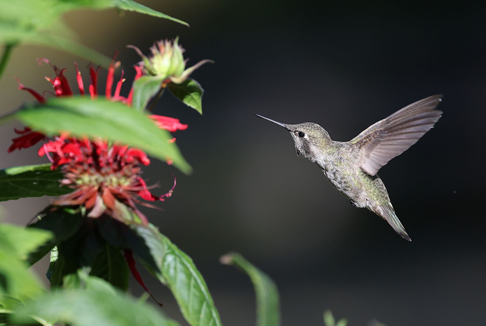 Spring Migration & Sunlight: How Glass Refraction Guides Hummingbirds to Your Garden