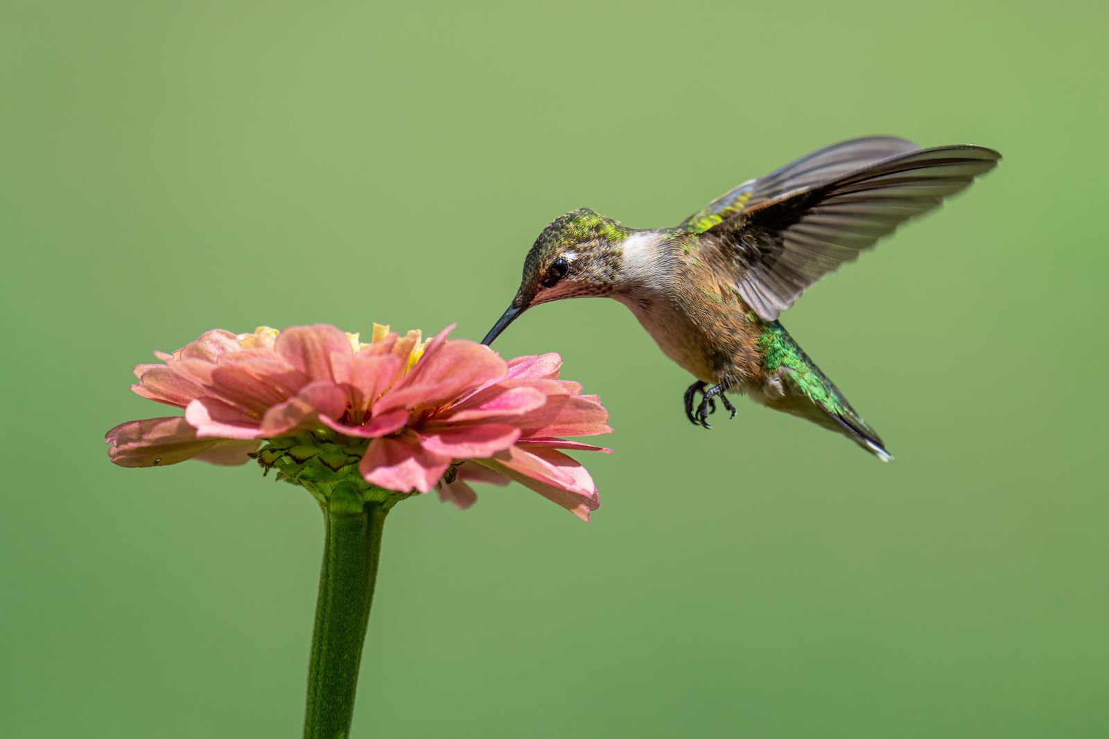 Why Does Hummingbird Nectar Turn Cloudy? Water Quality Hacks & Mold Fixes