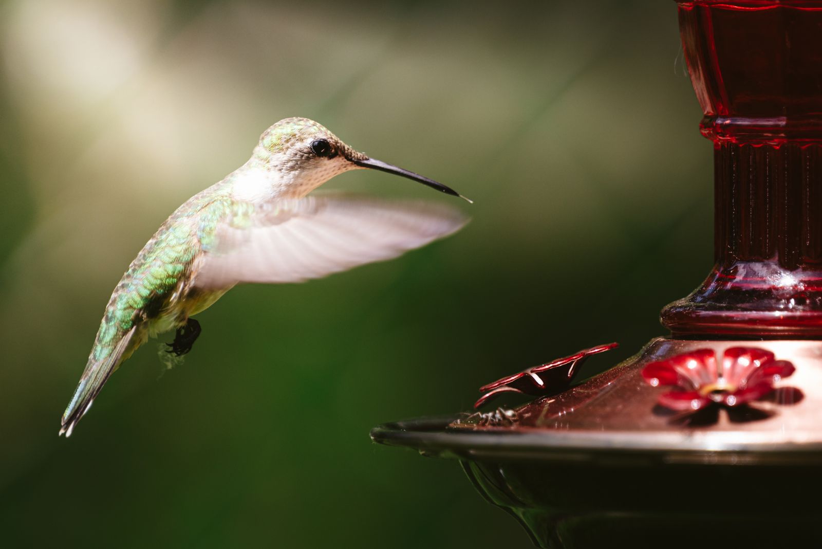 Troubleshooting Solar Glass Hummingbird Feeders: How to Fix Leaks and Light Failures