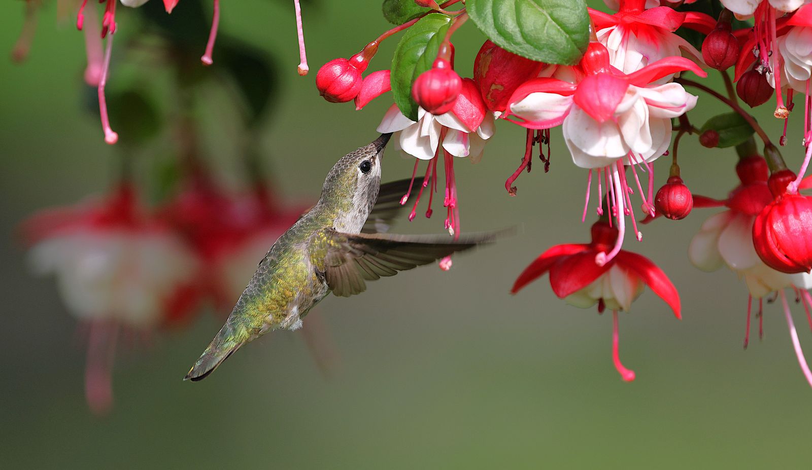 US Fall Hummingbird Migration Map & Schedule: When to Keep Feeders Up in Your Region