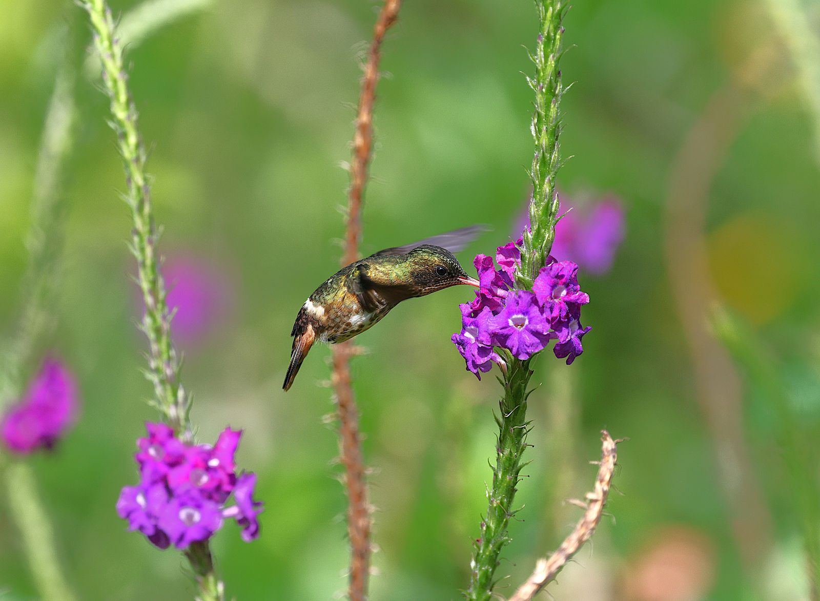 Vinegar vs. Bleach for Hummingbird Feeders: Which Sanitizer Is Safest?
