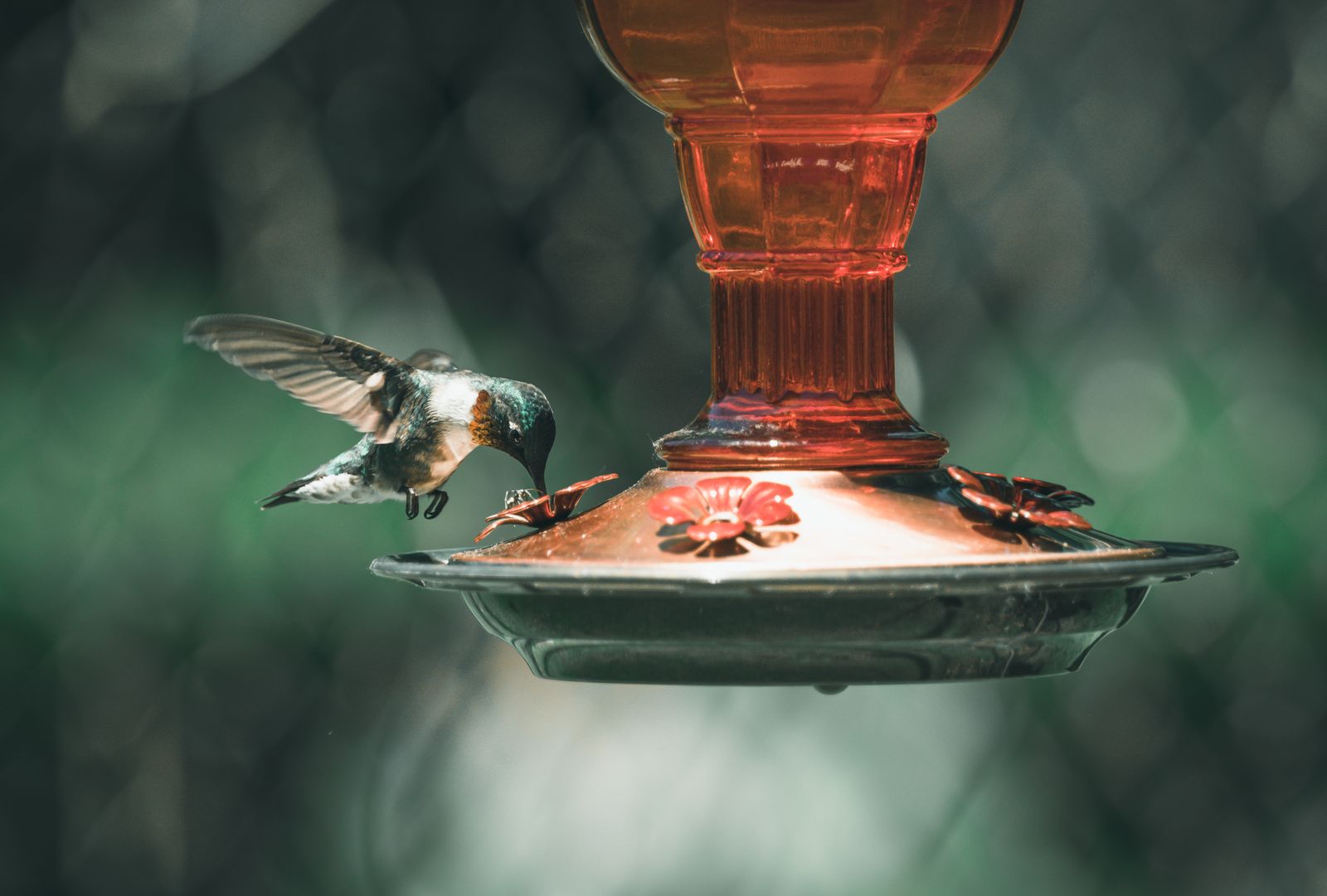 When to Put Out Hummingbird Feeders in Spring: State-by-State Arrival Guide