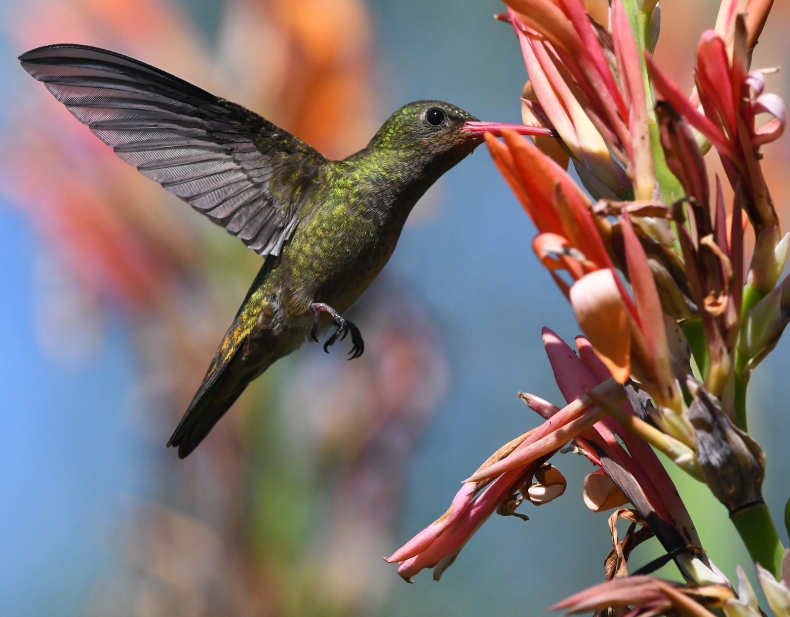 Where to Hang a Hummingbird Feeder: The Ultimate Yard Placement Blueprint