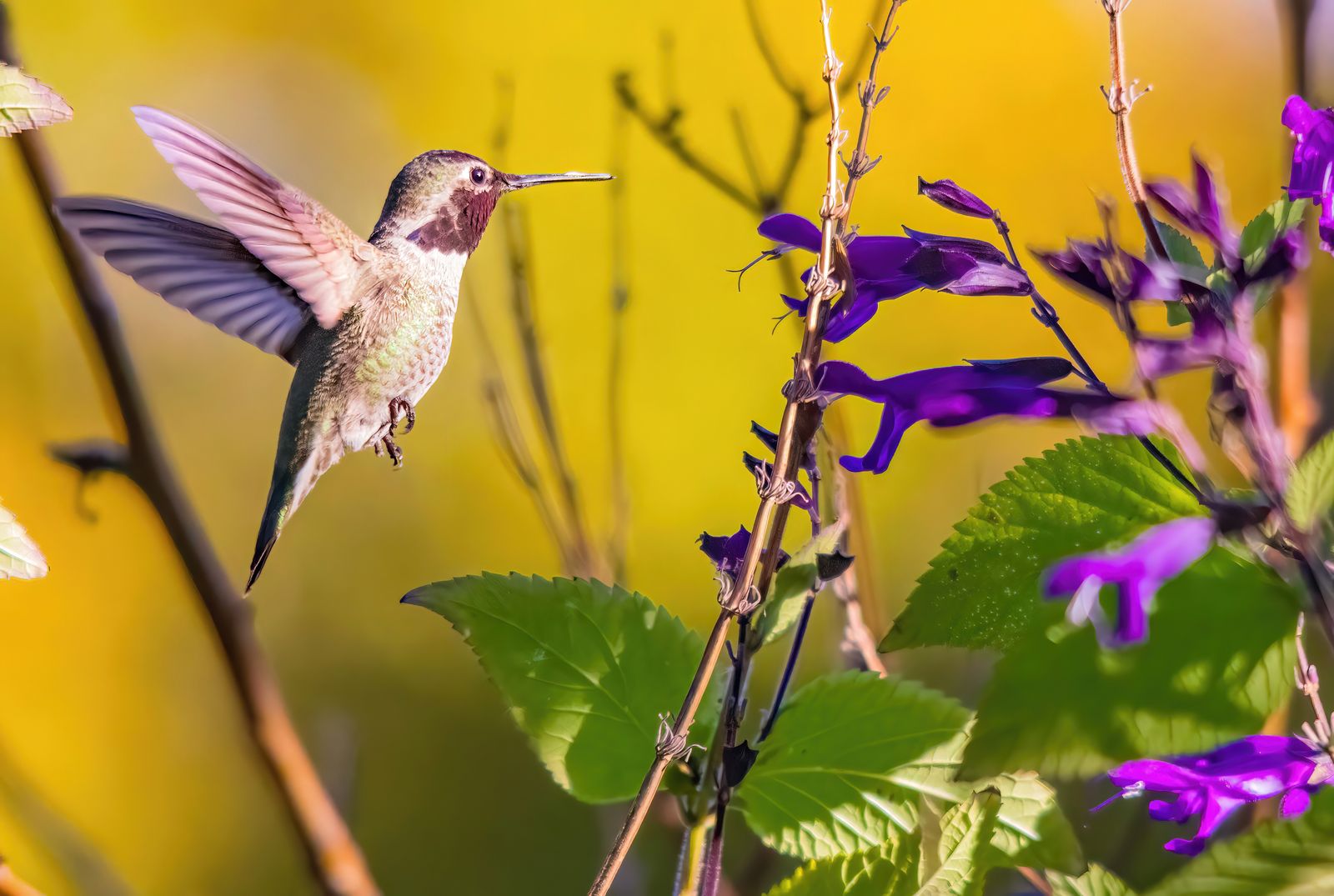 Where to Place a Solar Hummingbird Feeder for Sun & Safety