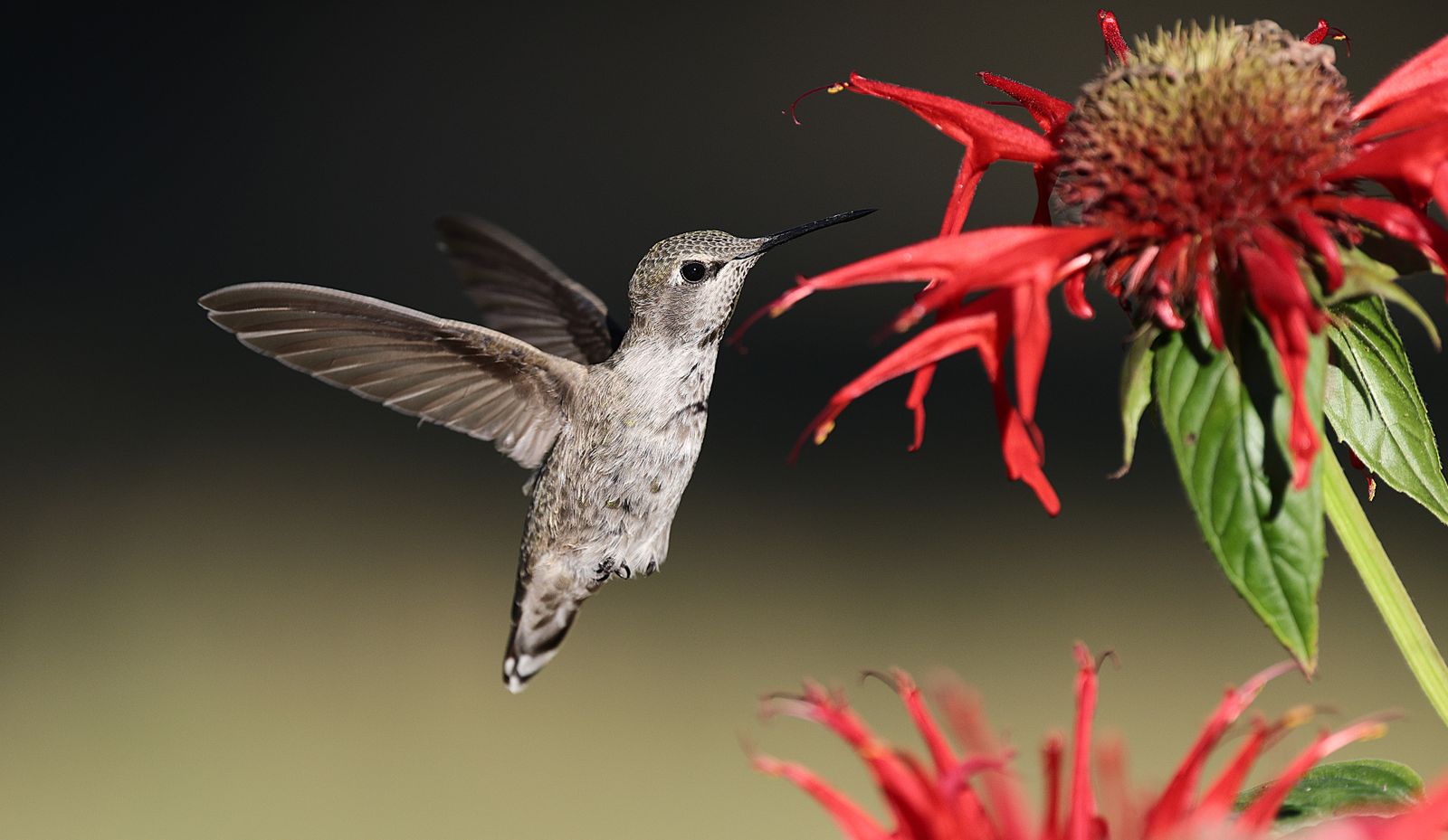 Twilight Bird Garden Decor: How to Build a Spring Sanctuary