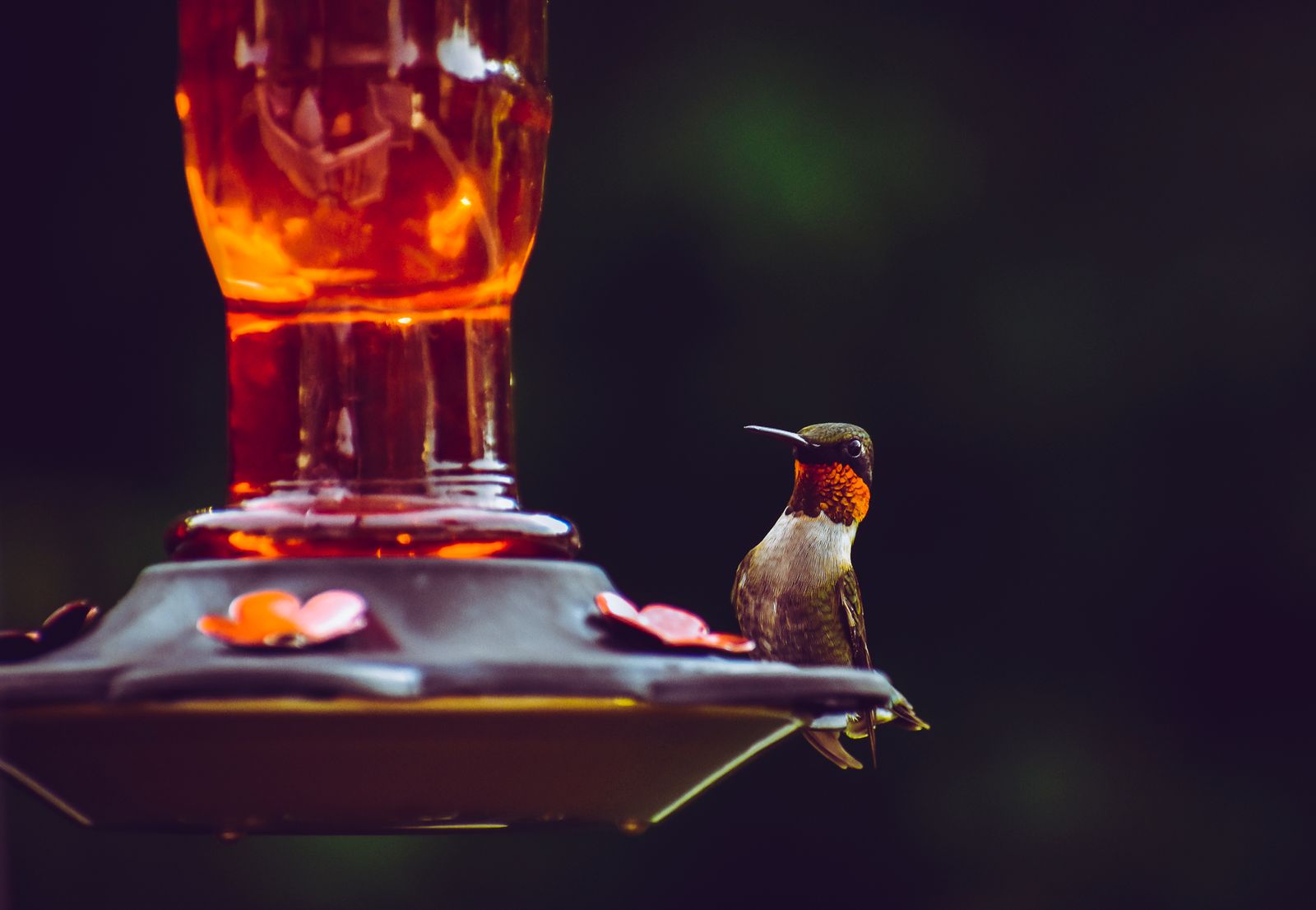 Why Aren't Hummingbirds Coming to Your Feeder in Spring? 5 Quick Fixes