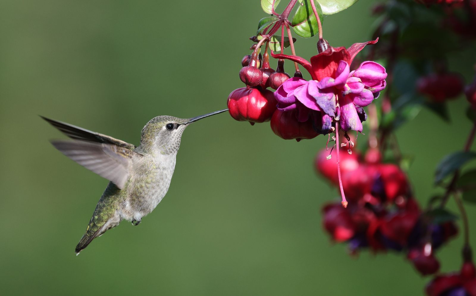 Why Artisanal Glass Hummingbird Feeders Are Heirloom Gifts
