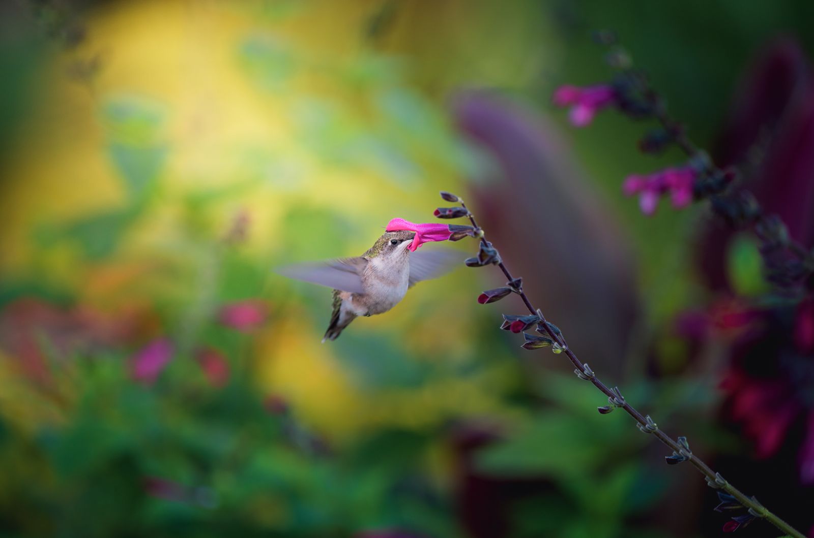 Why Is My Hummingbird Nectar Turning Cloudy? Causes, Dangers, and Quick Solutions
