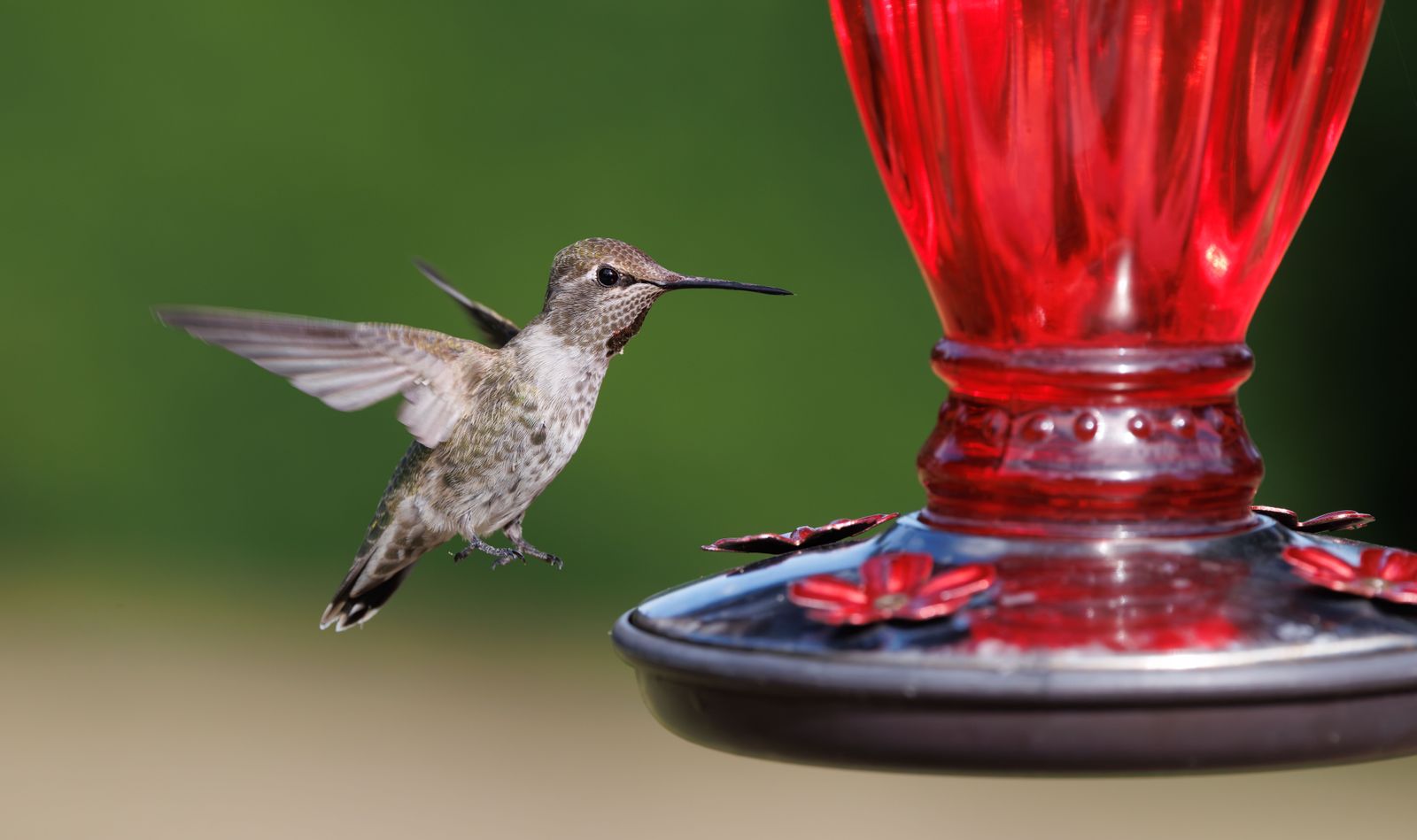 Why Is My Hummingbird Feeder Leaking? Causes & Fast Fixes