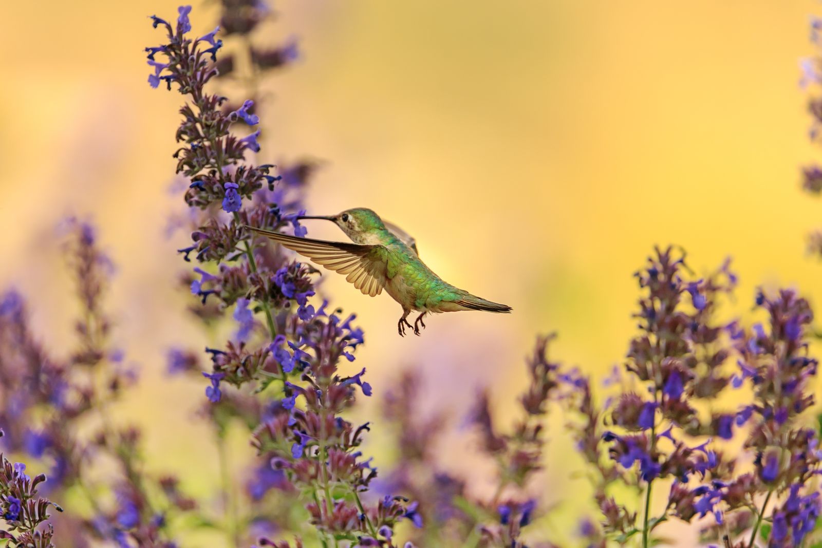 Winterizing Solar Hummingbird Feeders: Glass & Battery Care Guide