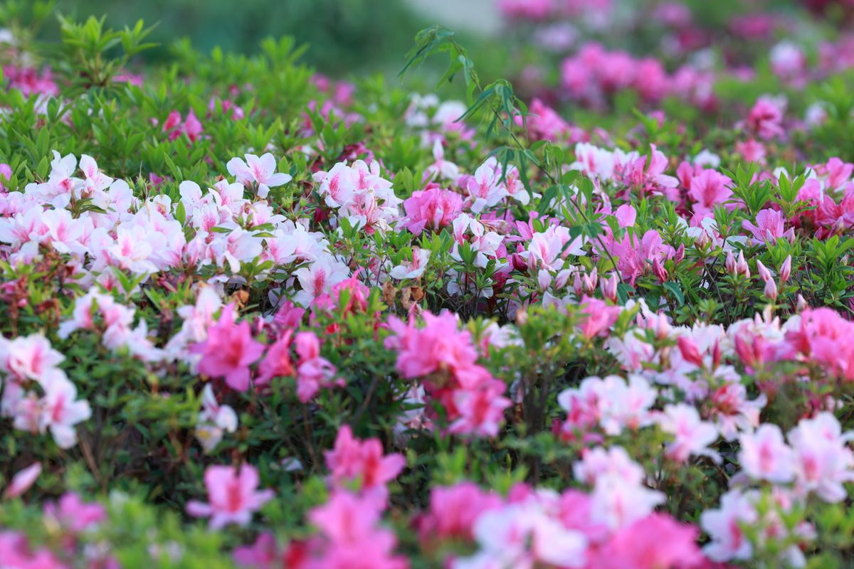 Beautiful pink and white azalea flowers in a lush garden setting, showcasing springtime bloom.