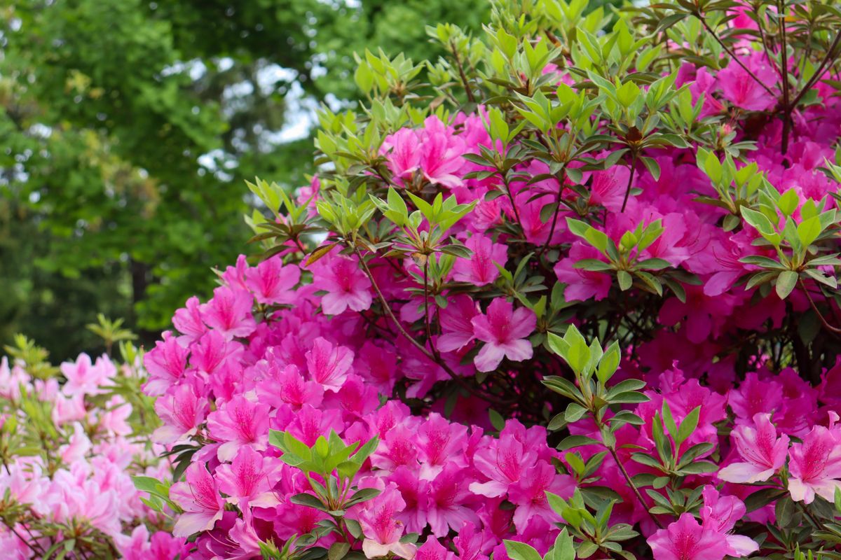 Bright pink azalea flowers against lush green leaves in outdoor garden setting.