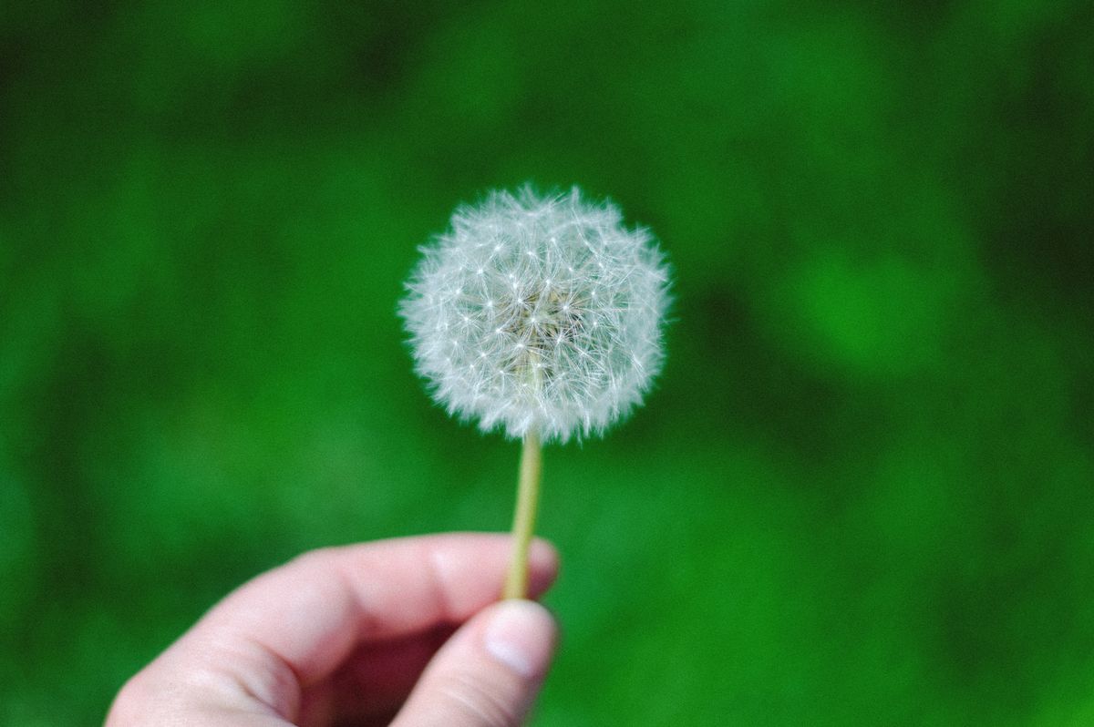 Close-up of a hand holding a dandelion against a green background, symbolizing nature and simplicity.
