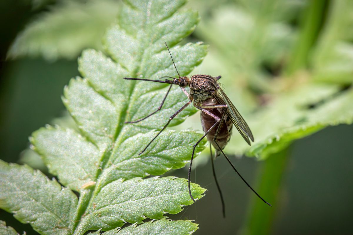 Close-up image of a mosquito perched on a green leaf, showcasing insect detail and texture.