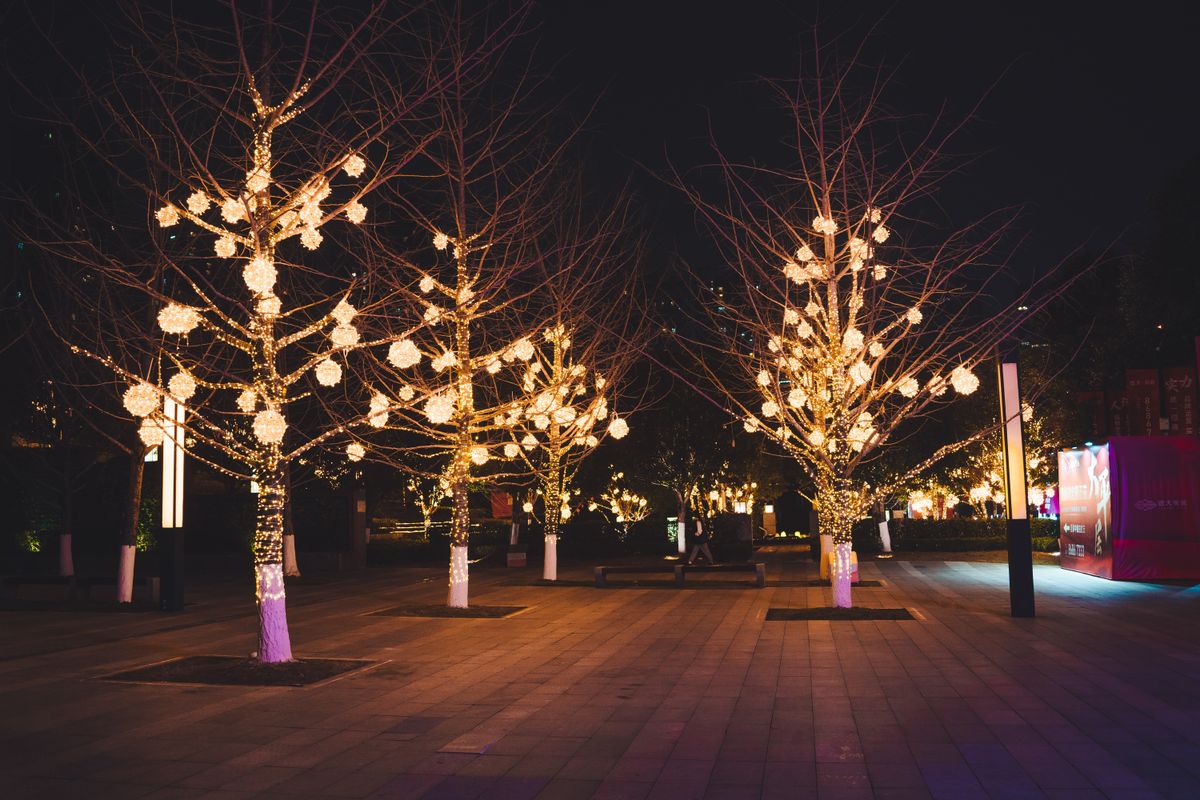 Beautiful display of illuminated trees at night in a park setting.