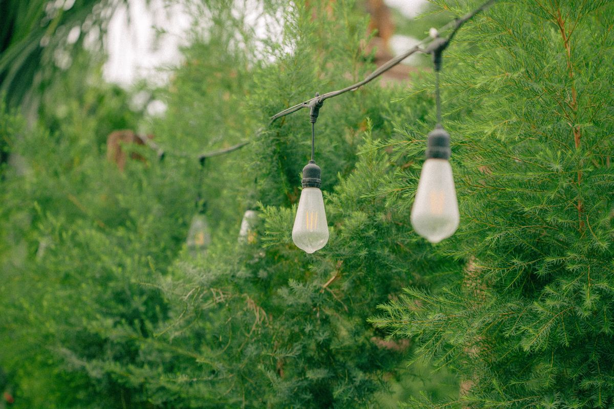 String lights hanging among lush green trees creating a serene outdoor setting.