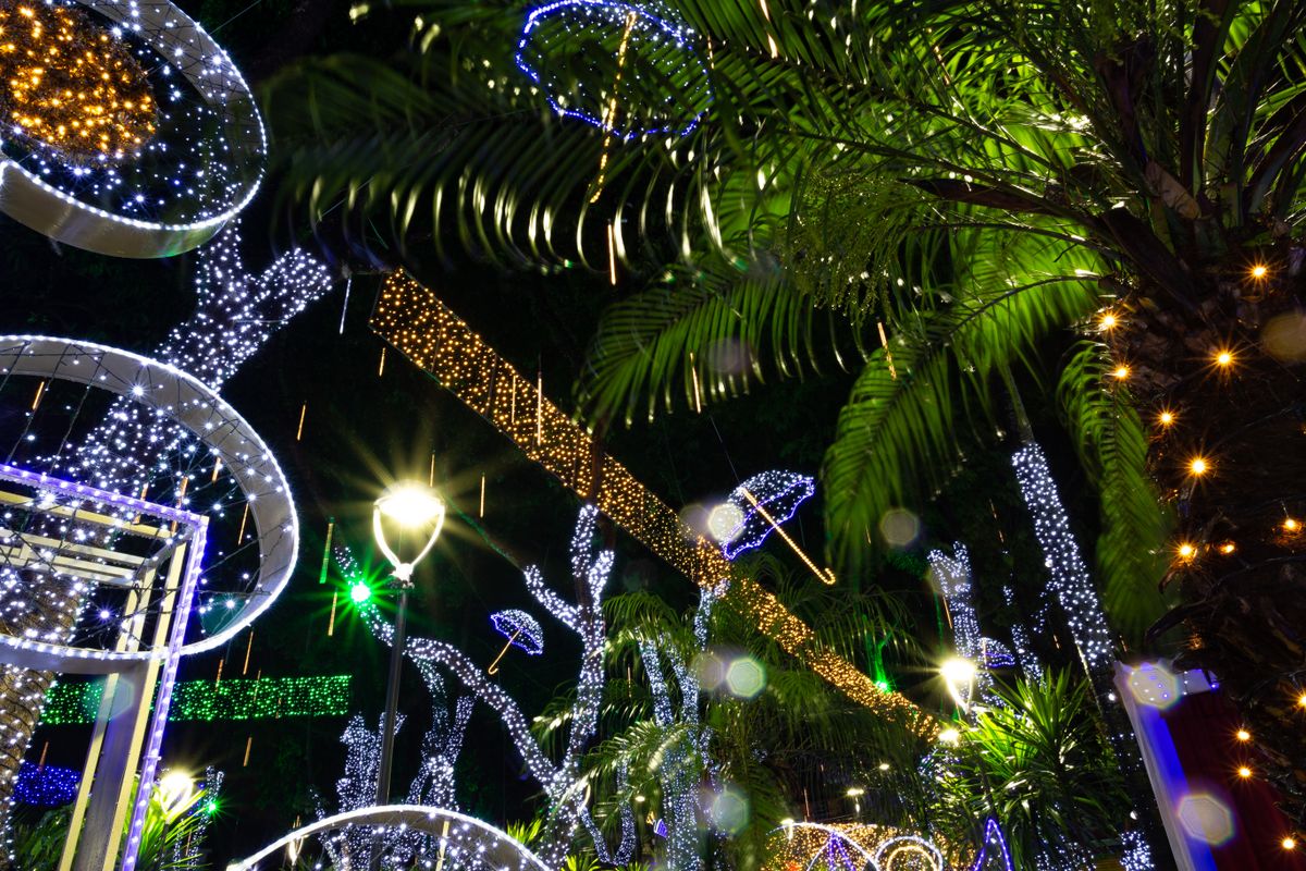 A stunning arrangement of fairy lights illuminating palm trees at night, creating a festive atmosphere.