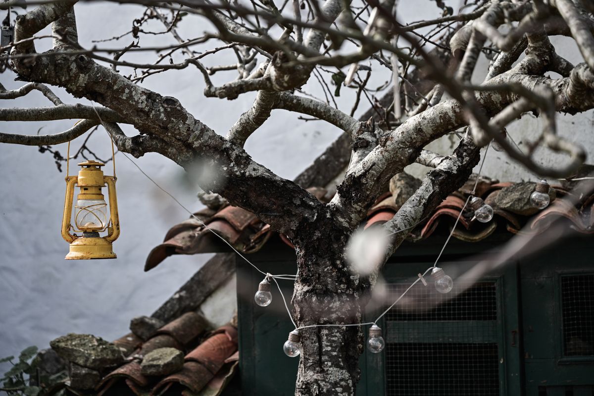 A captivating image of a yellow lantern hanging on a leafless tree adorned with string lights during winter.