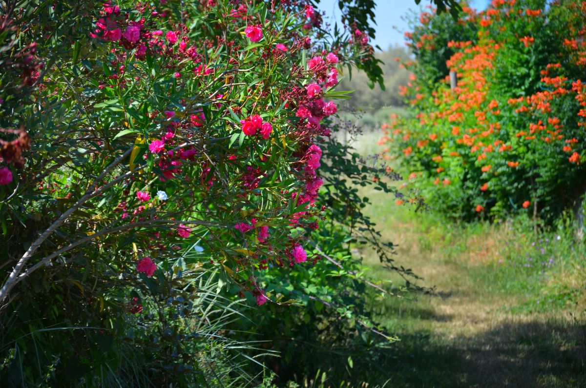 A vibrant garden pathway featuring oleanders in full bloom, radiating natural beauty.