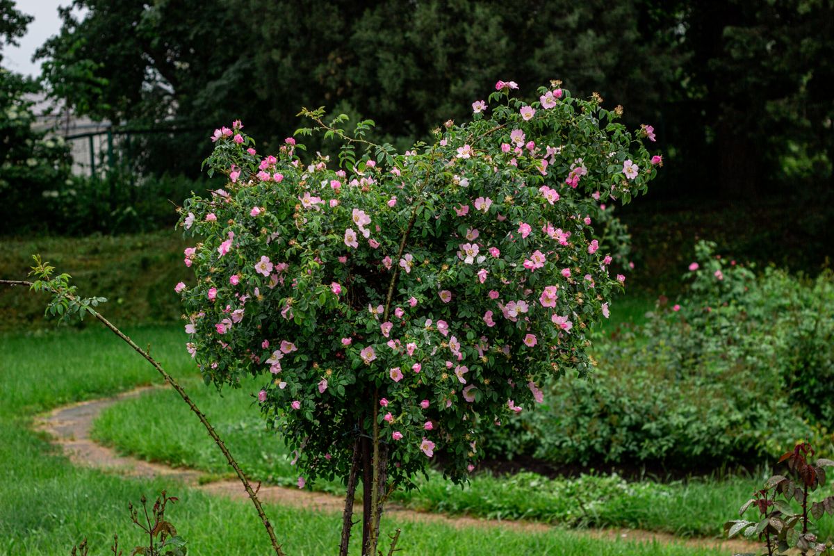 A vibrant pink rose bush in full bloom, set in a lush green garden with a winding path.