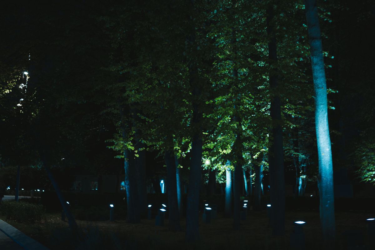 A mysterious forest path illuminated by artificial lights at night.