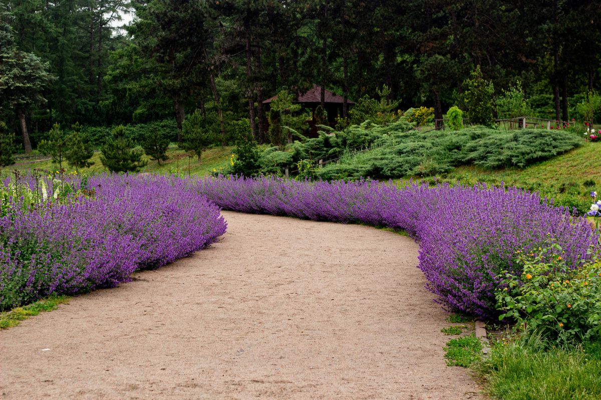 Beautiful garden pathway lined with vibrant lavender blooms, perfect for a serene nature experience.