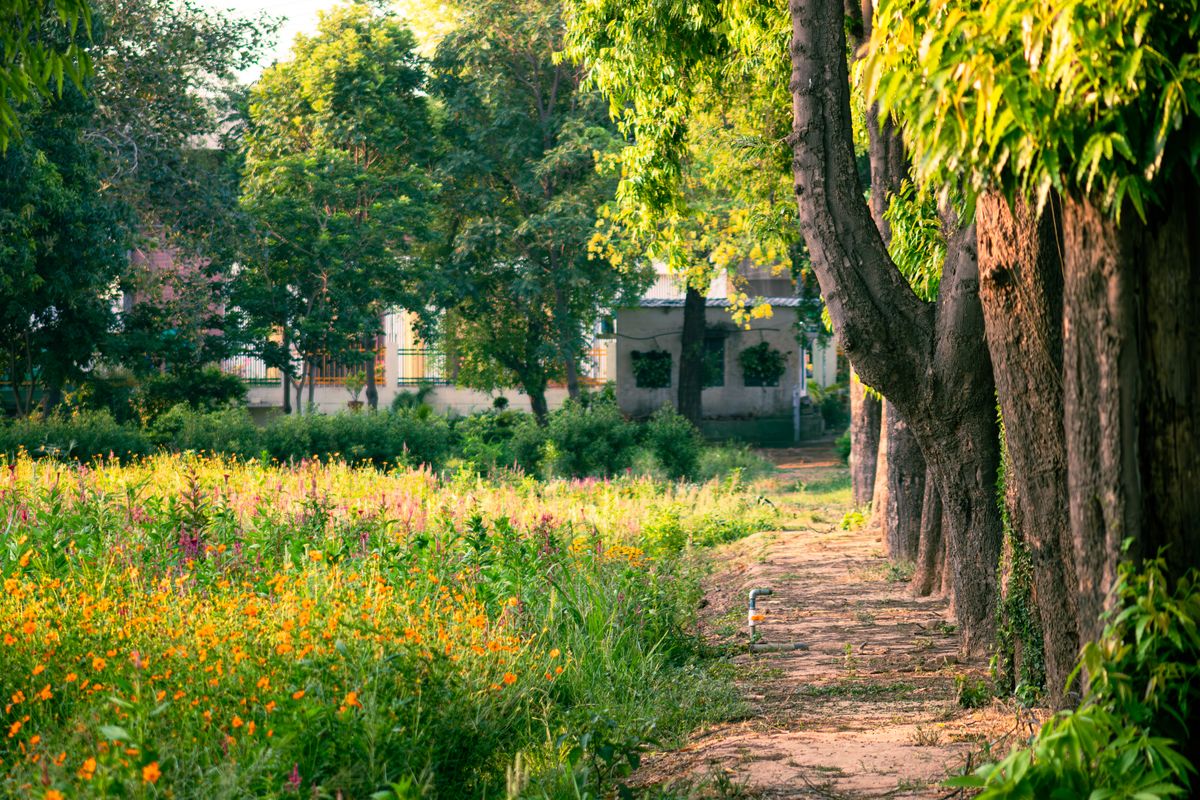 Scenic garden pathway amidst vibrant spring flowers and trees in Ludhiana, Punjab.