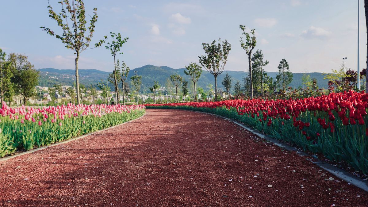 A beautiful pathway lined with pink and red tulips in a scenic outdoor garden setting.