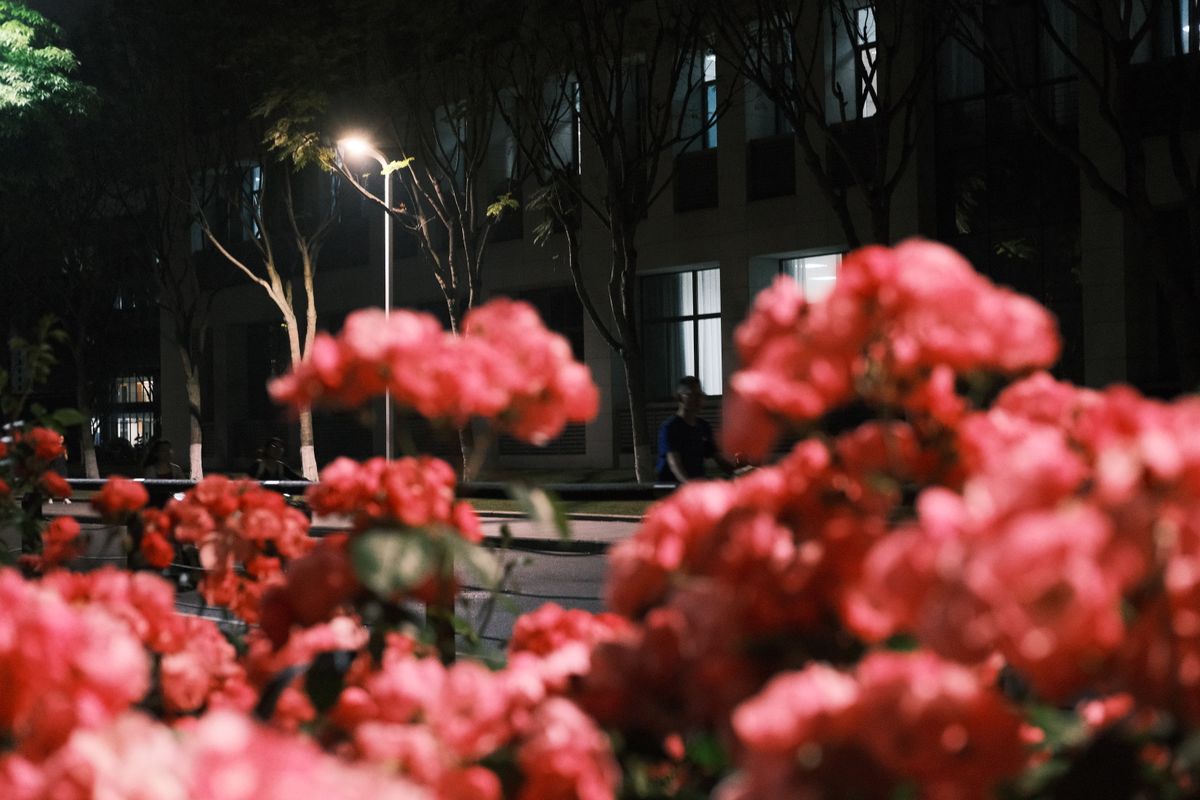 A city street illuminated by streetlights and vibrant pink flowers at night.